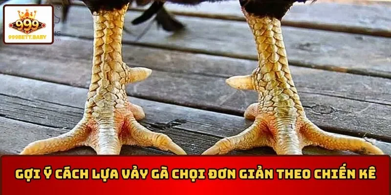 Gợi ý cách lựa vảy gà chọi siêu đơn giản theo chiến kê