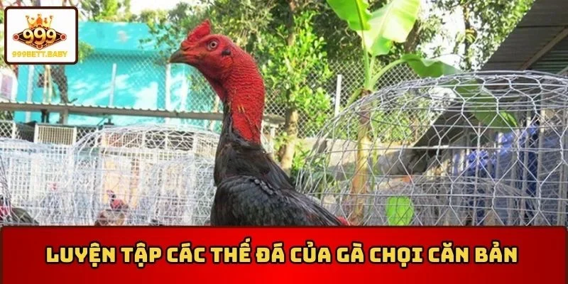 Hướng dẫn luyện tập các thế đá của gà chọi căn bản