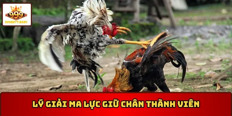 Lý do tại sao đá gà Thomo luôn thu hút thành viên